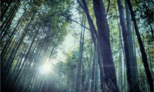 Światowy Dzień Środowiska ? 5 kroków do bycia eko