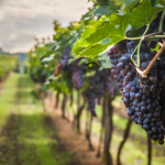 Wino niejedno ma imię