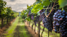 Wino niejedno ma imię