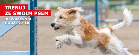 Zabawa na cztery łapy!