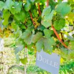 Szwejk serwuje wina z rodzinnej winnicy Dolle z Doliny Wachau