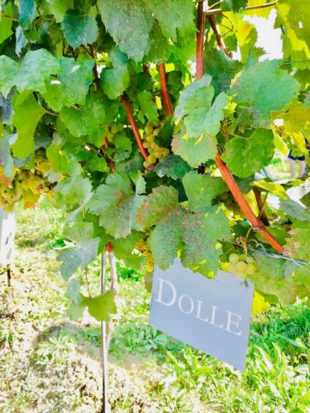 Szwejk serwuje wina z rodzinnej winnicy Dolle z Doliny Wachau