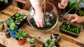 Stwórz las i zabierz go do domu Styl życia, LIFESTYLE - Stwórz miniaturowy las w słoiku i ciesz się piękną przyrodą we własnym domu. Agora Bytom zaprasza dorosłych i dzieci na bezpłatne warsztaty, które odbędą się w dniach 5 i 6 kwietnia. Trwają zapisy!