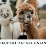 Spotkania online z Alpakami z Ośrodka Koparka